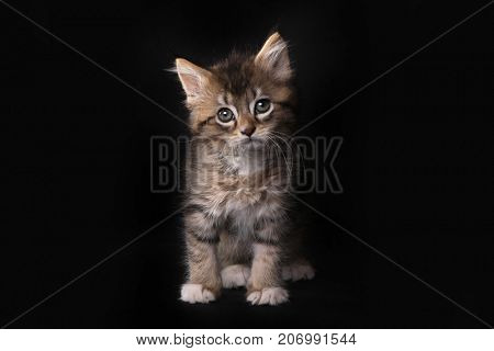 Adorable Maincoon Kitten With Big Eyes
