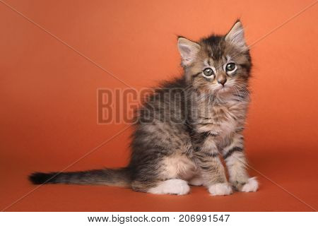 Adorable Maincoon Kitten With Big Eyes