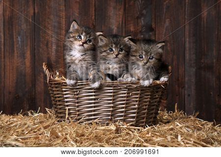 Adorable Kittens With Straw in a Barn