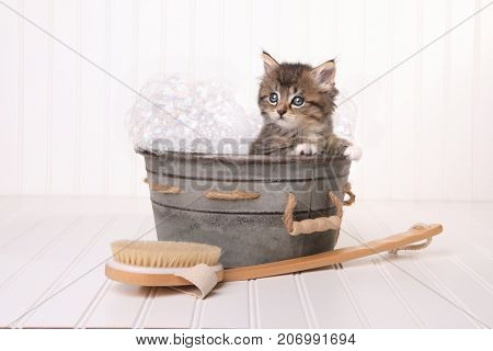 Maincoon Kitten With Big Eyes Taking a Bubble Bath