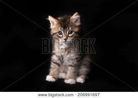 Adorable Maincoon Kitten With Big Eyes