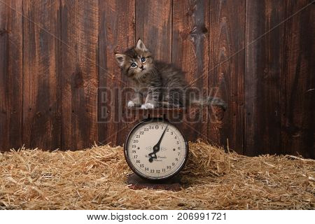 Adorable Kitten With Straw in a Barn