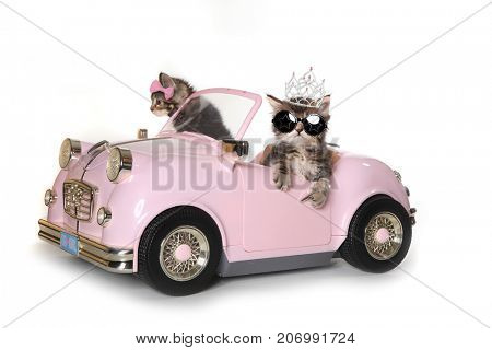 Maincoon Kittens With Driving a Convertible