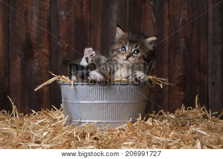 Adorable Kitten With Straw in a Barn