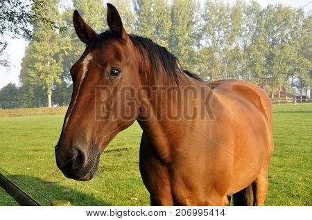Brown horse in a field on a beautiful morning Belgium