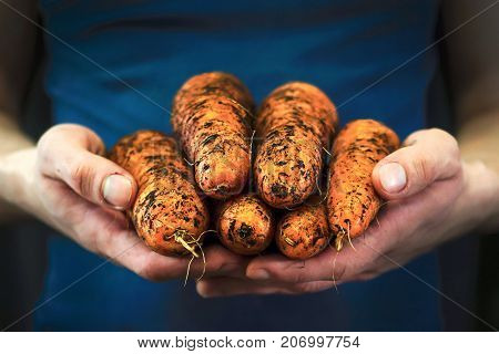 Young man holds a red carrot in his hands a new crop