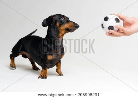 funny portrait of a dog (puppy) breed dachshund black tan looks at the soccer (football) ball in the hand of his master on gray background