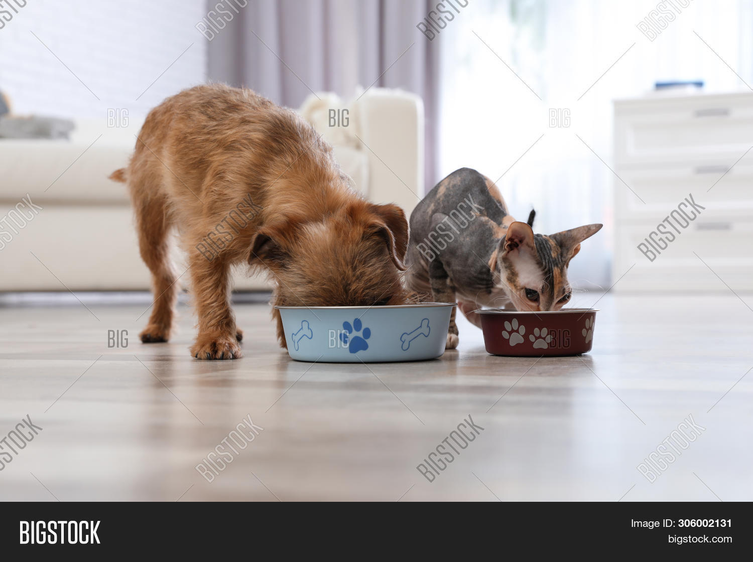 Adorable Dog Cat Image & Photo (Free Trial) Bigstock