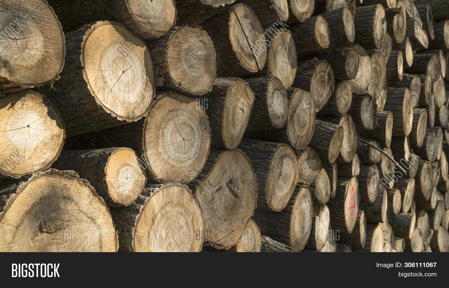 Felled Timber Stacked Image & Photo (Free Trial) | Bigstock