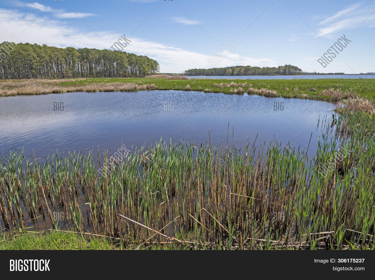 Spring Marsh Forest, Wetland Marsh Image & Photo (Free Trial) | Bigstock