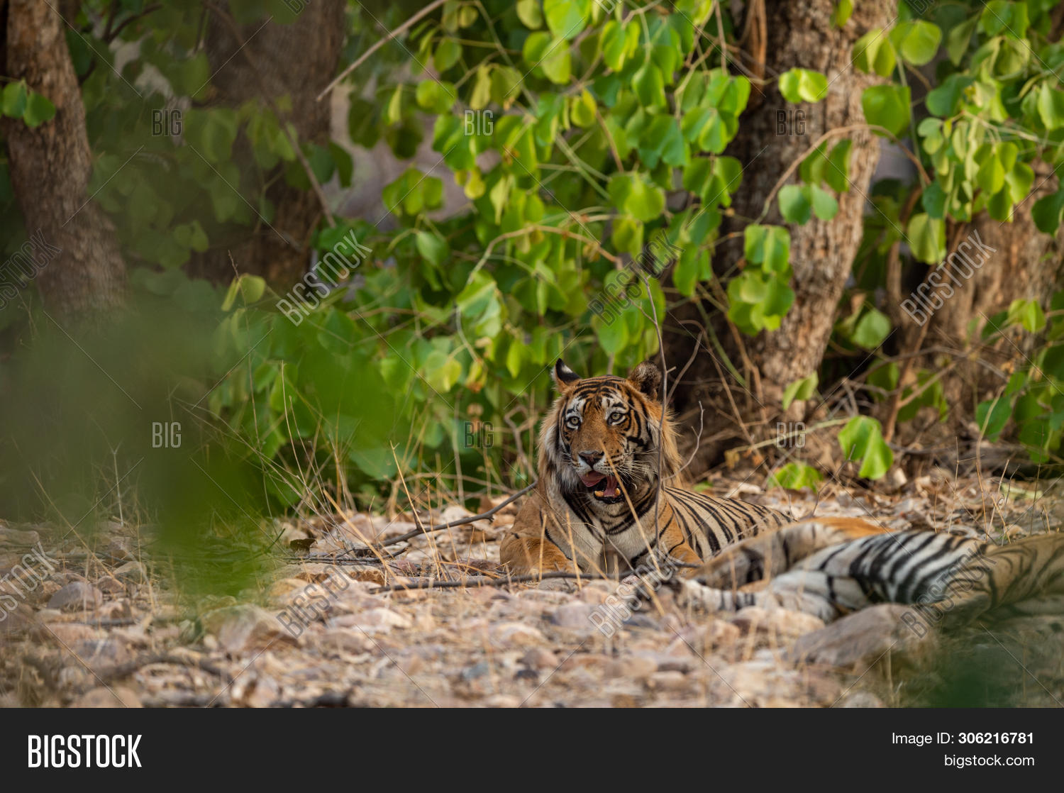 Mating Pair Tigers Image & Photo (Free Trial) | Bigstock