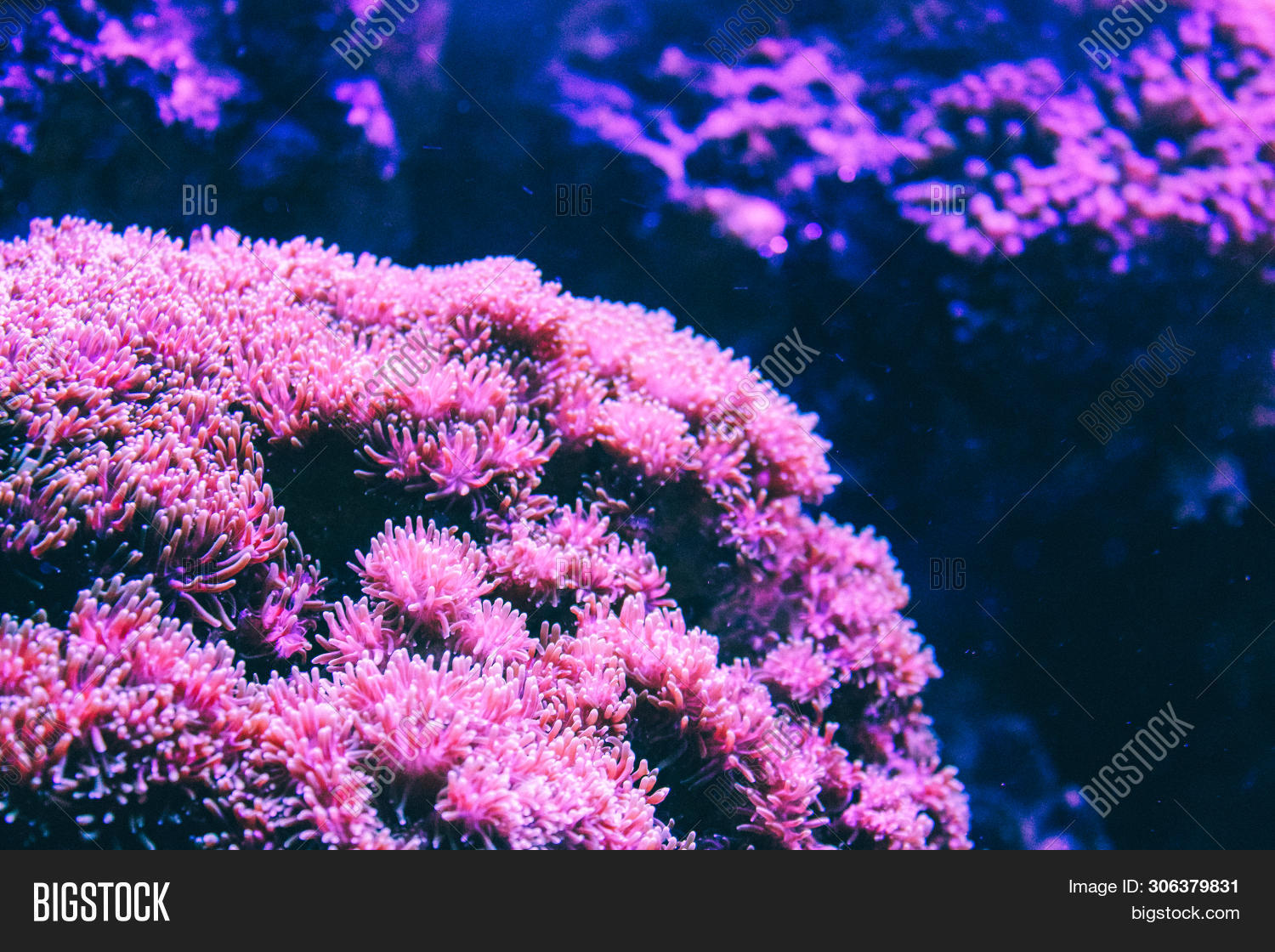 Pink Coral Reef. Image & Photo (Free Trial) Bigstock