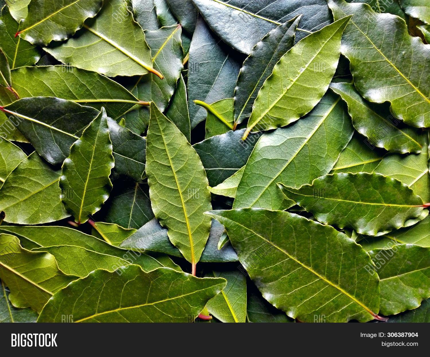 Bay Leaf Laurel ( Image & Photo (Free Trial) Bigstock