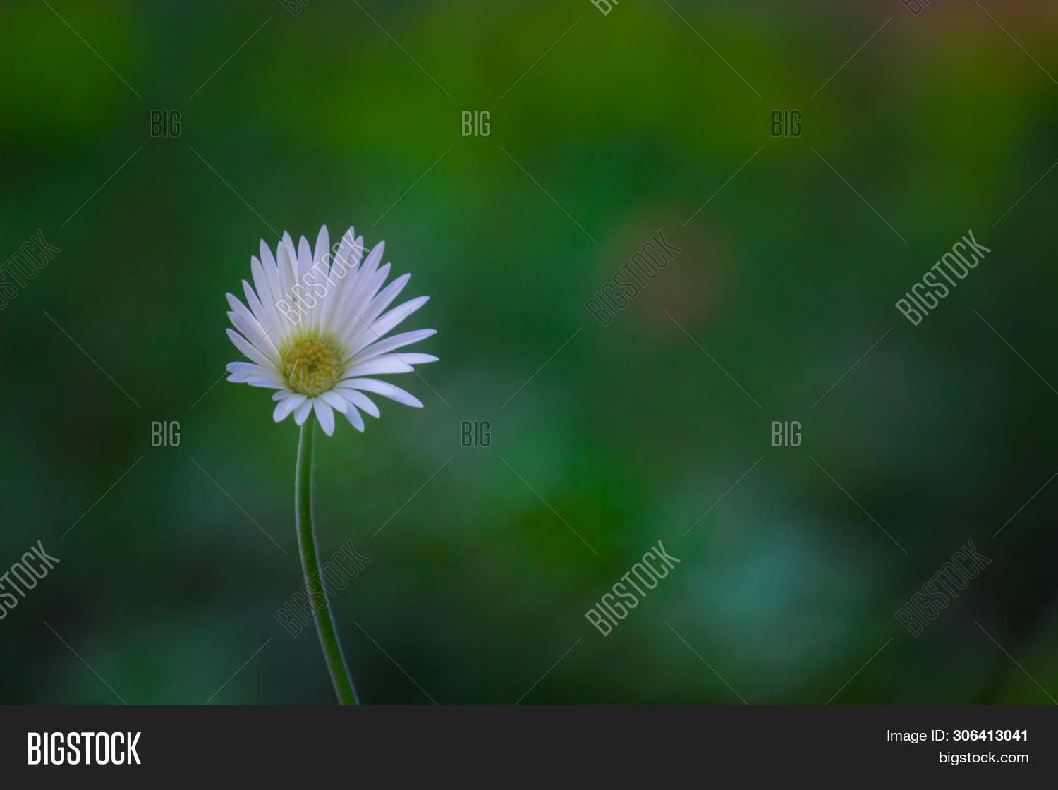 Beautiful Portrait Image Photo Free Trial Bigstock