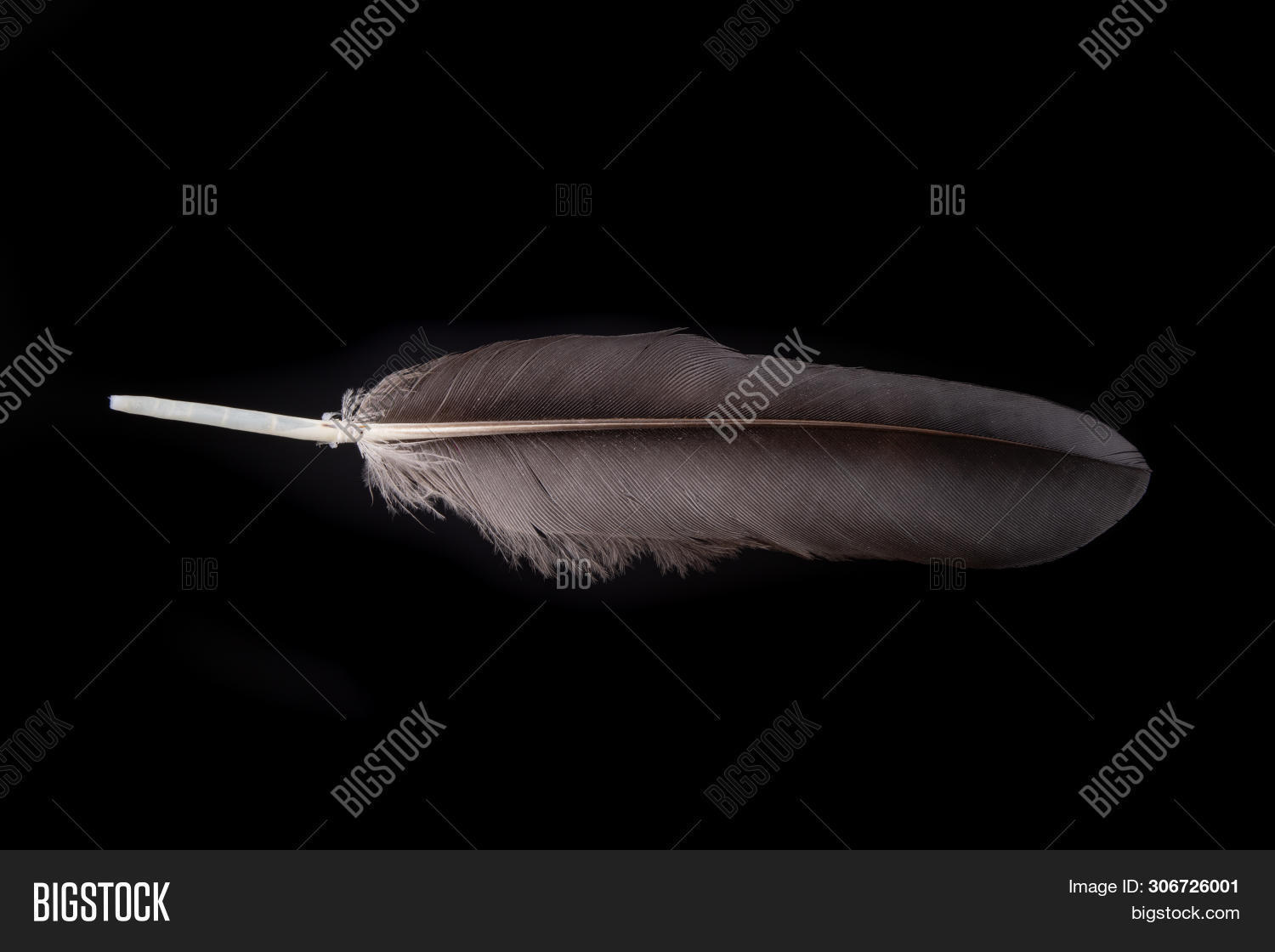 Black Feather Bird's Image & Photo (Free Trial) Bigstock