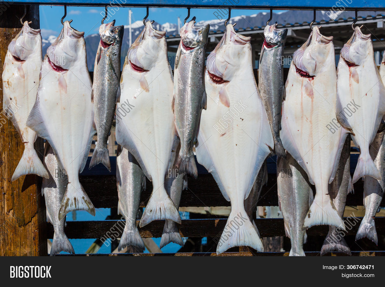 Fresh Caught Fish Image & Photo (Free Trial) Bigstock