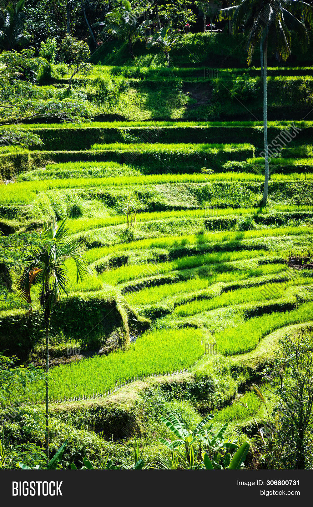 Tanggalang Rice Tegalalang Rice Image & Photo (Free Trial) | Bigstock