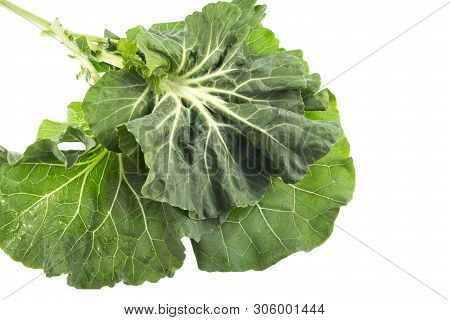 Collard, Or Couve Galega In Portugal, Is A Cultivar Of Brassica Oleracea Used To Make The Popular Po