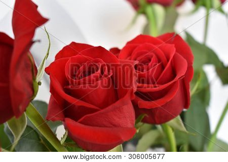 Two Red Vibrand Roses  In A White Background