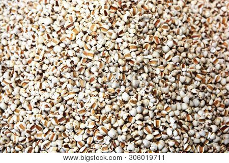 Job's Tears  Scientific Name Coix Lacryma-jobi, Also Known As Adlay Or Adlay Millet