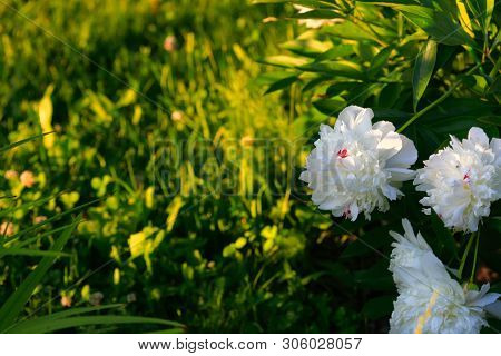 Tree-like Peony, Tree-shaped White Peony In The Garden, Peony Petals Close-up At Sunset, Natural Blu