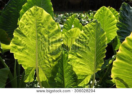 Close up shot of bright big green leaf detail from a plant in  formal garden