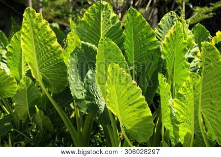 Close up shot of bright big green leaf detail from a plant in  formal garden 