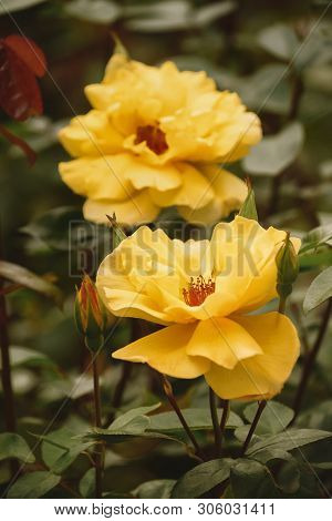 Bright Flowers In The Summer Garden, Natural Background