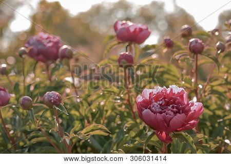 Sunny Morning In The Summer Garden, Bright, Pink Flowers.