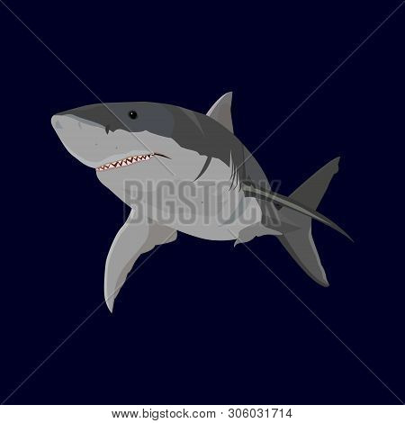 Vctor Illustration With White Shark. Simple Flat Image. Dangerous Marine Predator.