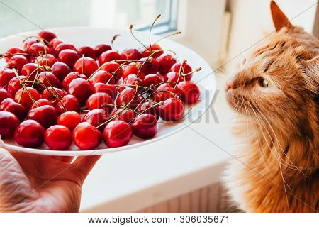 Offering Cherries To Red Cat Side View. Hand Holding White Plate With Sweet Summer Berries. Funny Me