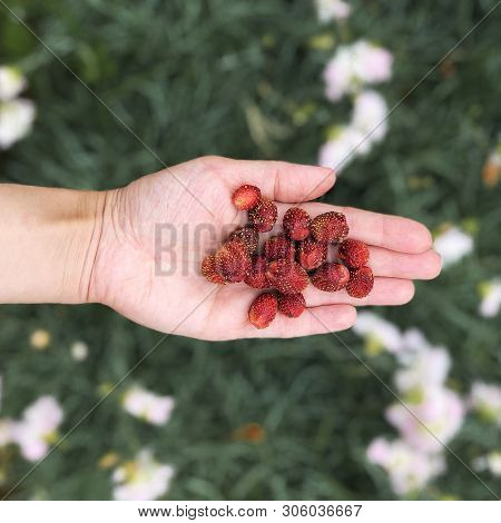 Handful Of Wild Strawberries Top View. Tasty Aromatic Red Summer Berries On Human Palm. Hand Holding