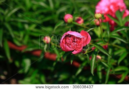 Tree-like Peony, Tree-shaped White Peony In The Garden, Peony Petals Close-up At Sunset, Natural Blu