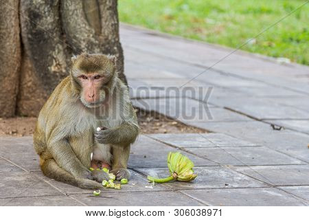 Monkey  Eating Fruit