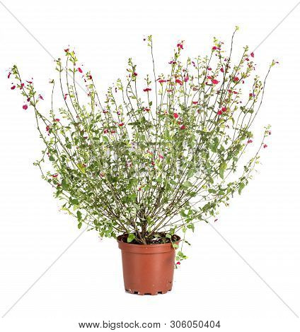 Salvia Microphylla In Front Of White Background