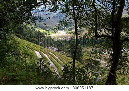 Rice Terraces And Small Village View Throgh Forest Tree Trunks And Leaves. Traditional Rural Vietnam
