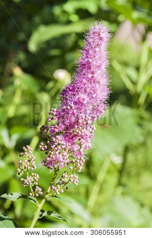 Closeup Of Flowering Willow-herb (spiraea Salicifolia) In The Garden