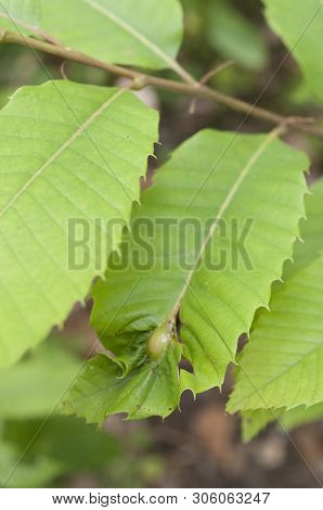 Chestnut Gall Wasp, Caused By Dryocosmus Kuriphilus An Insect Originating From Asia