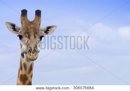 Giraffe In Kruger National Park, South Africa .specie Giraffa Camelopardalis Family Of Giraffidae