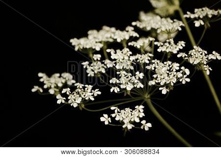 White Flowers In A Dark Forest, Natural Background