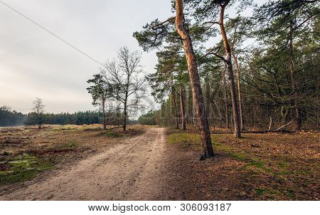 Sandy Path Through A Forest In The Netherlands. Some Fog In The Background And Some Hoarfrost In The