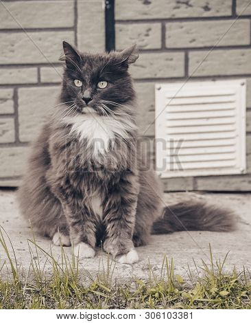 Portrait Of A Pensive Cat Against A Background Of Autumn Nature.big Cat.