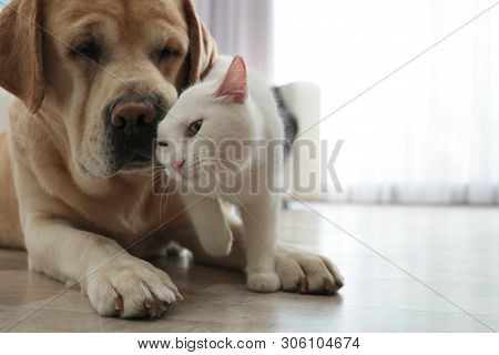 Adorable Dog And Cat Together On Floor Indoors, Closeup With Space For Text. Friends Forever