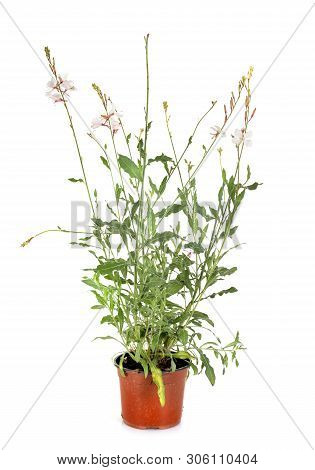 Gaura Plant In Front Of White Background