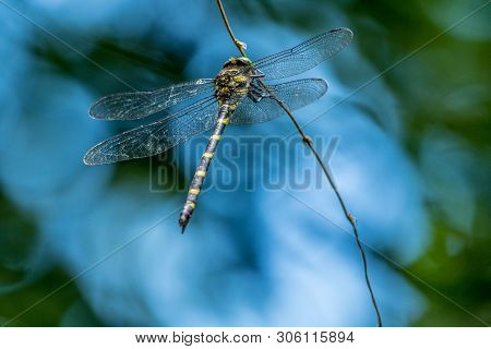 Dragonfly Isolated On A Vine In The Wetlands With Sky And Plants In Background