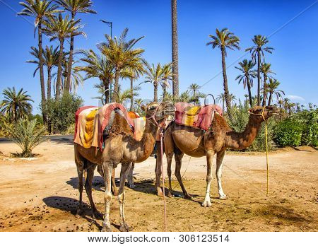 Camels With Typical Berber Saddles In A Palmeraie Near Marrakesh, Morocco. The Sahara Desert Is Situ