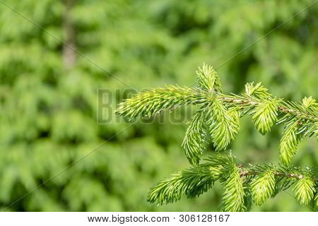 Background With High Quality Christmas Trees, Young Green Nordmann Fir Close Up