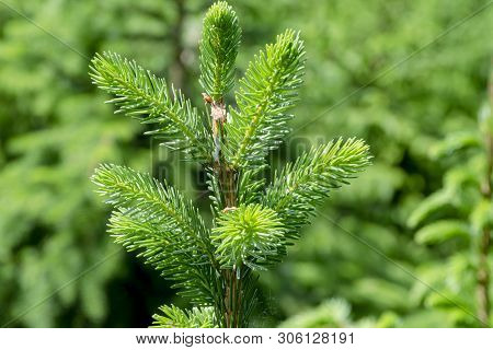 Background With High Quality Christmas Trees, Young Green Nordmann Fir Close Up