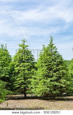 Plantation In Europe Of High Quality Christmas Trees, Green Nordmann Fir