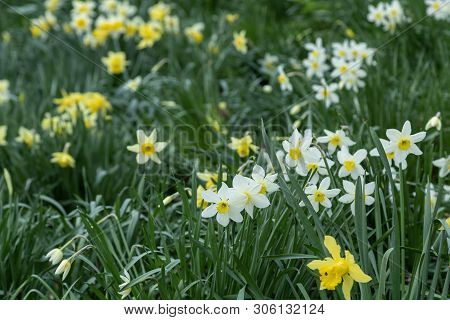 Yellow Golden And White Wild Daffodils Narcissus (narcissus Pseudonarcissus). York, England